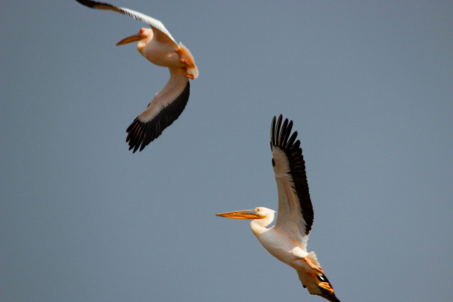 Great White Pelican